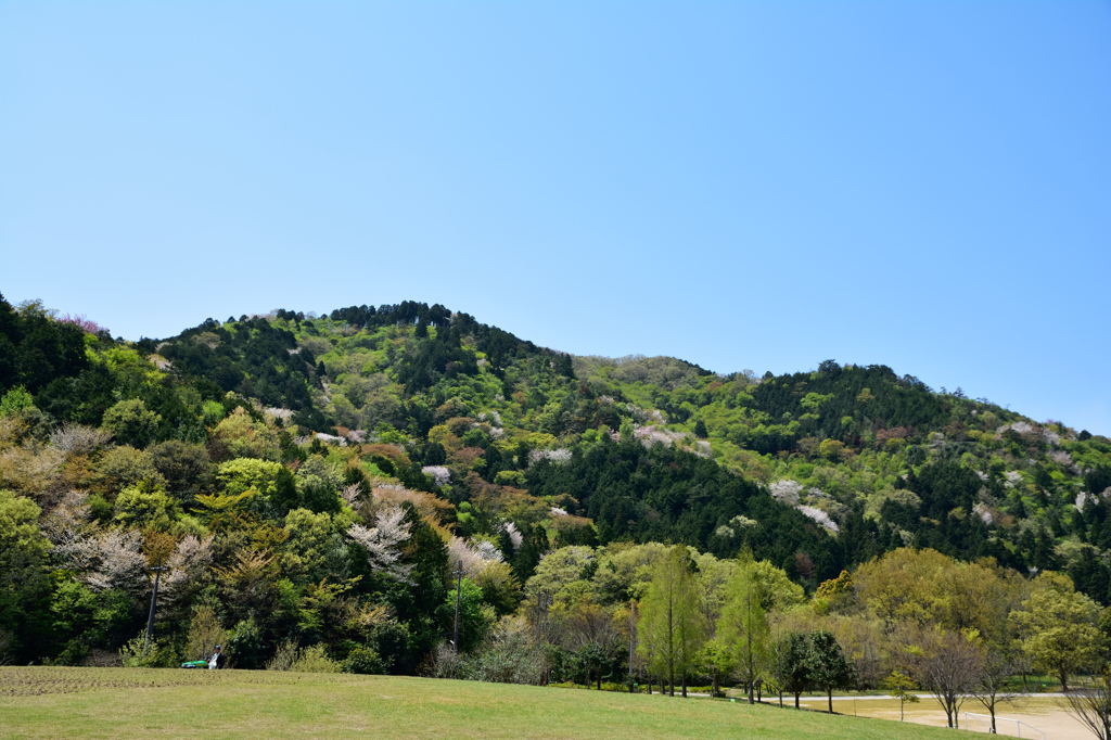 春から夏へ・・・山の衣替え