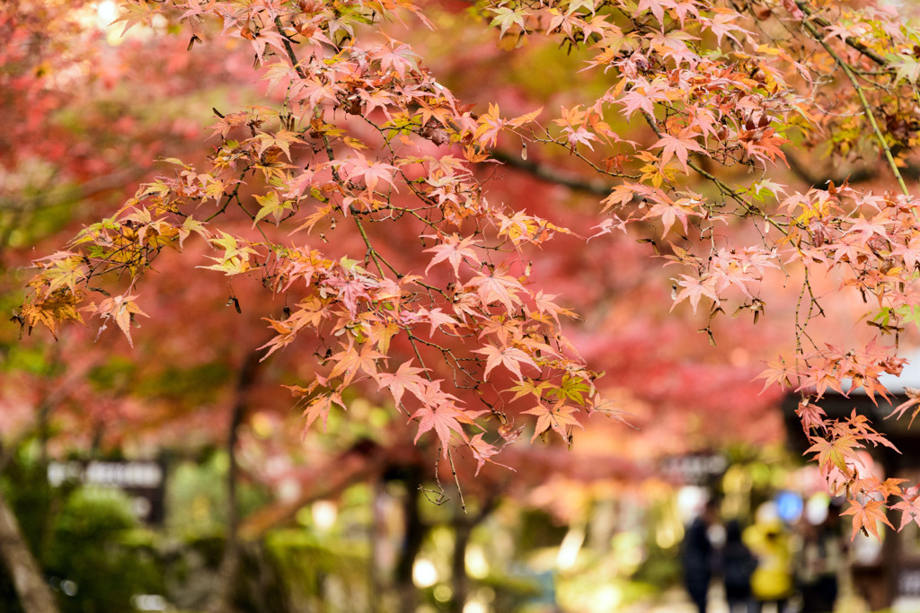 紅葉 - 金剛輪寺にて