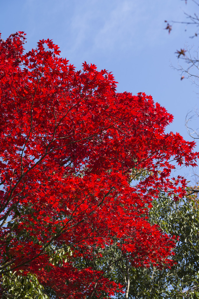 紅葉