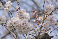 今年も春のお約束 ---2018 さくら---