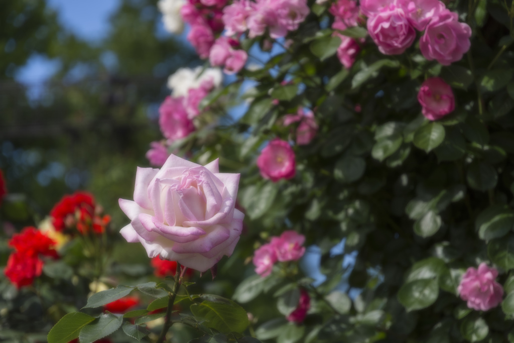 薔薇 - 庄堺公園