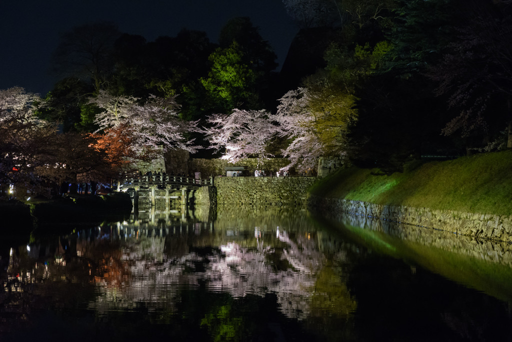 2017夜桜 - 彦根城