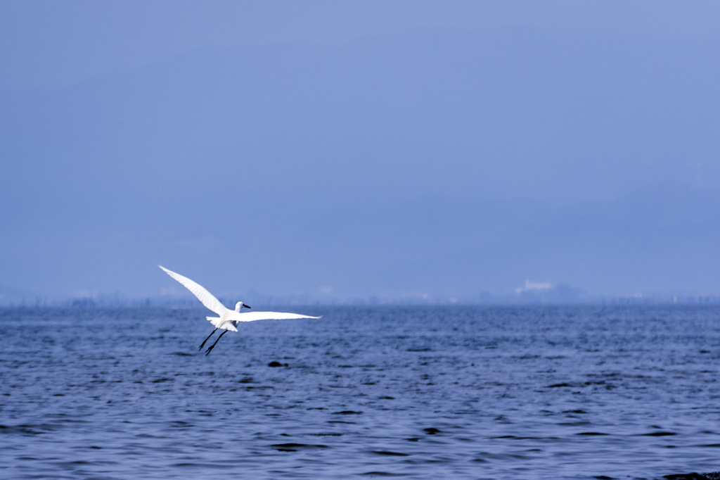 Sea of early summer