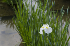 花菖蒲 - 庄堺公園