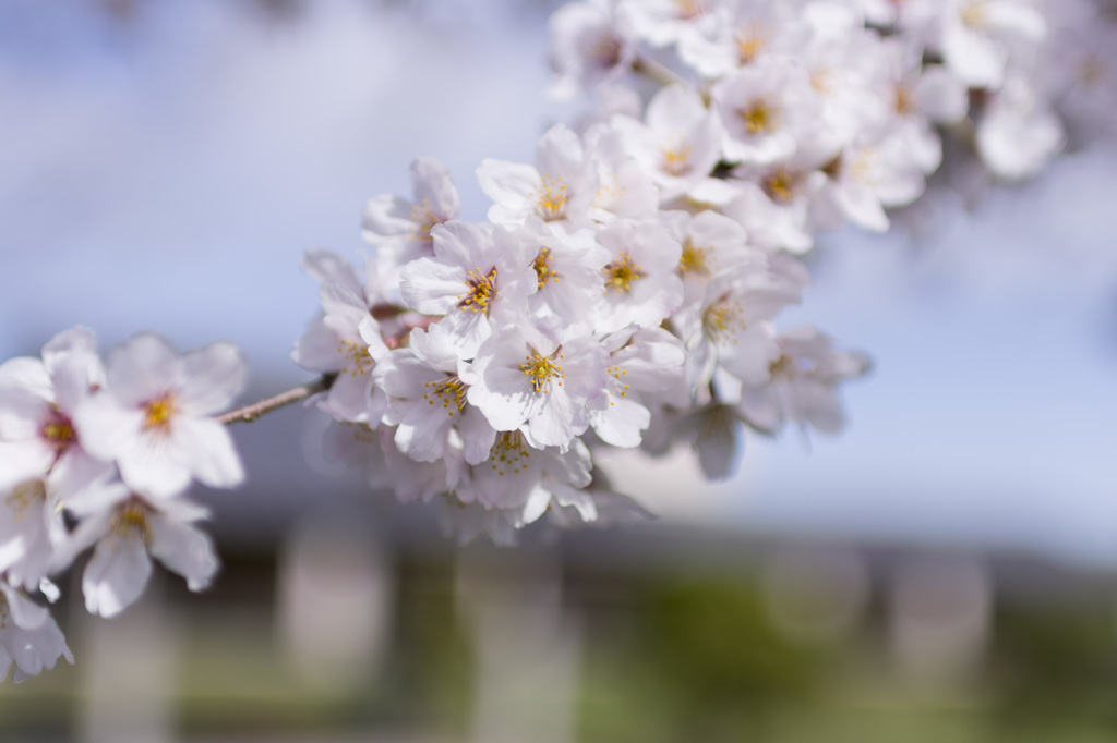 2015-SAKURA