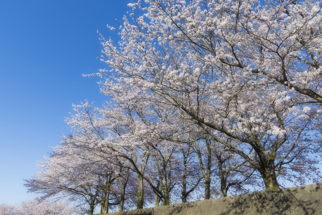 2017-SAKURA