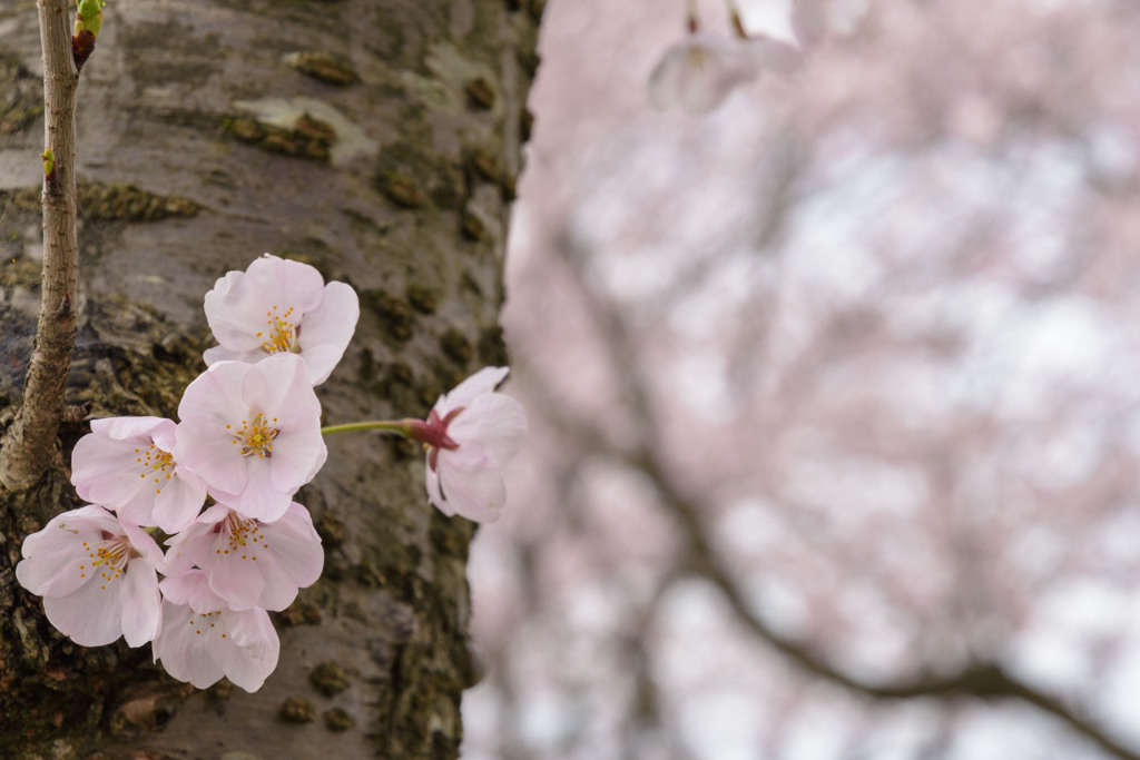 2017桜
