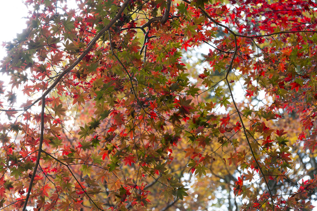 紅葉