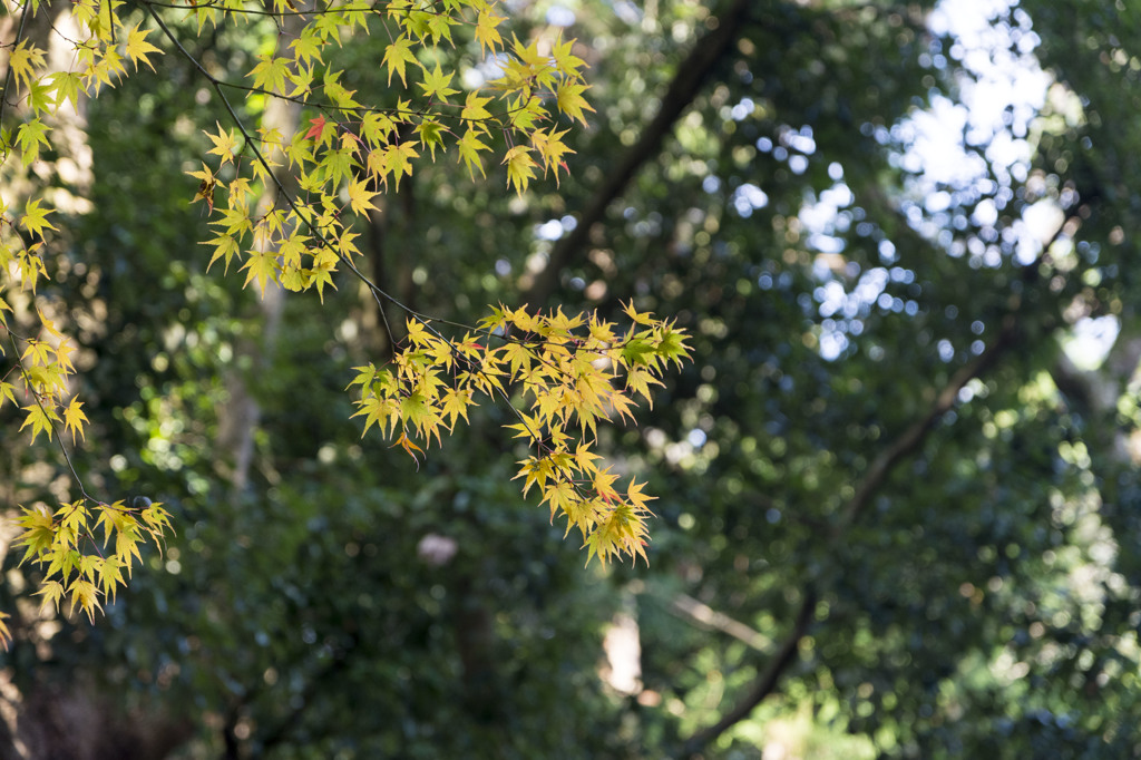 紅葉