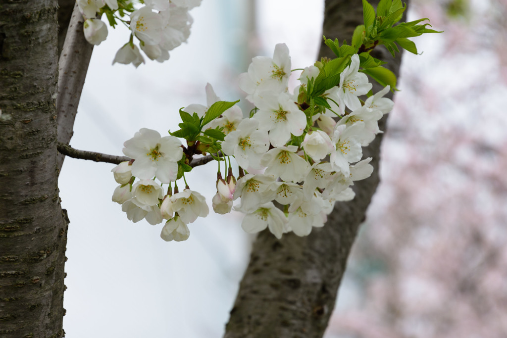 2017桜