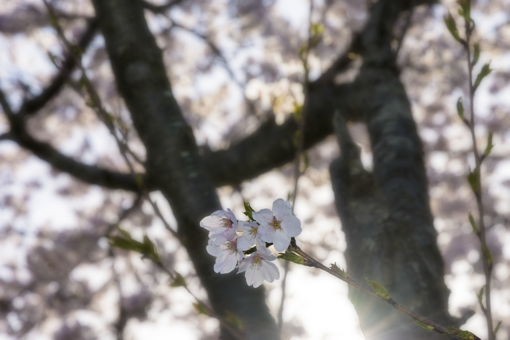2017-SAKURA