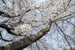 桜 -2018-