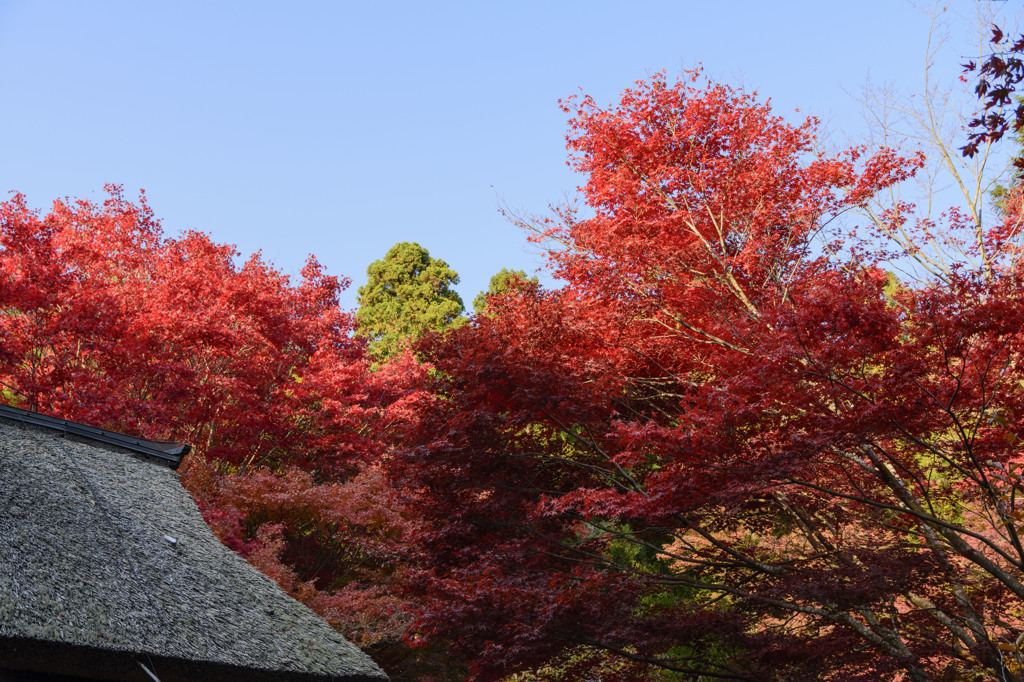紅葉