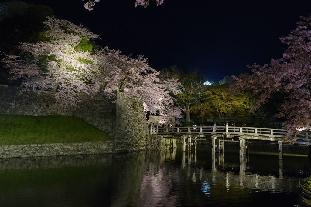 2017夜桜 - 彦根城