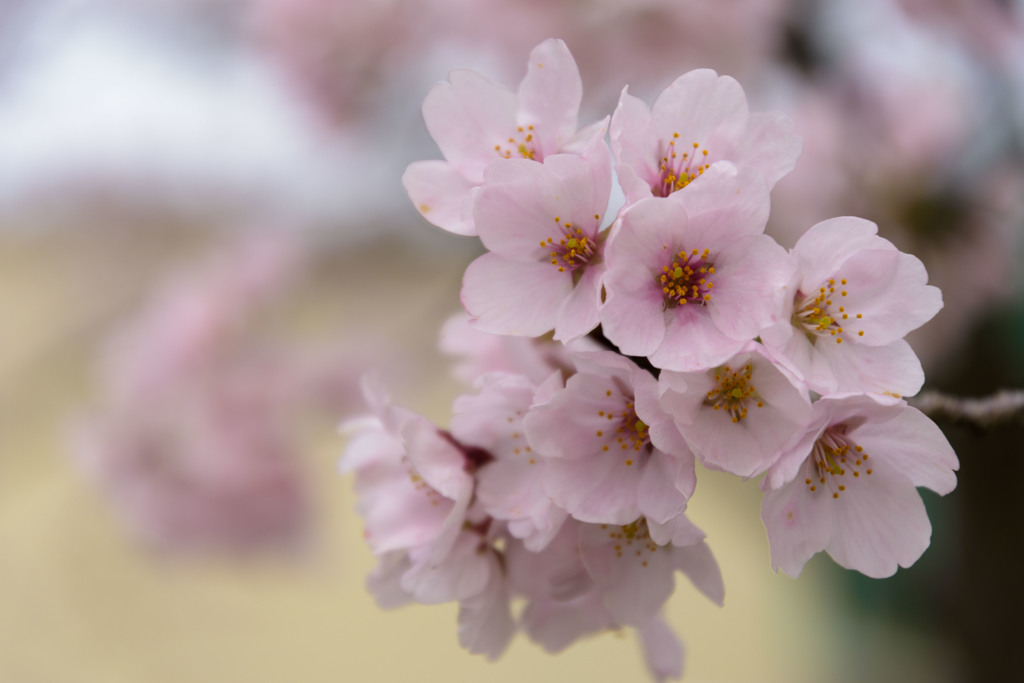 2017桜
