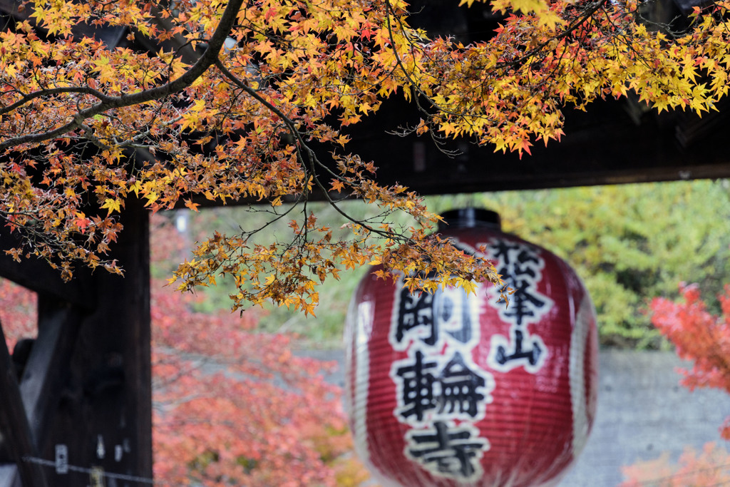 紅葉 - 金剛輪寺にて