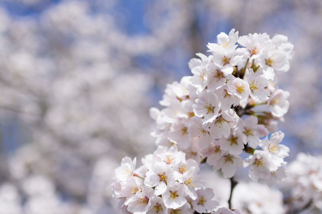 2015-SAKURA