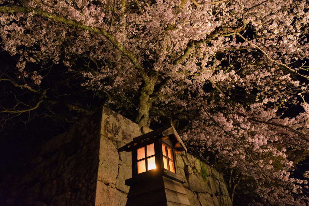 2017夜桜 - 彦根城