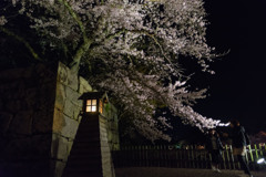 2017夜桜 - 彦根城