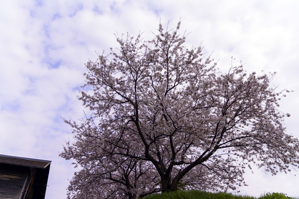 2015-SAKURA