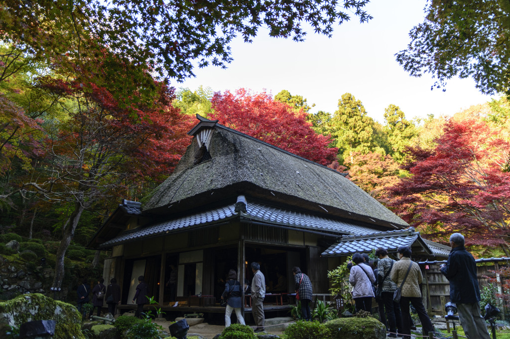 紅葉