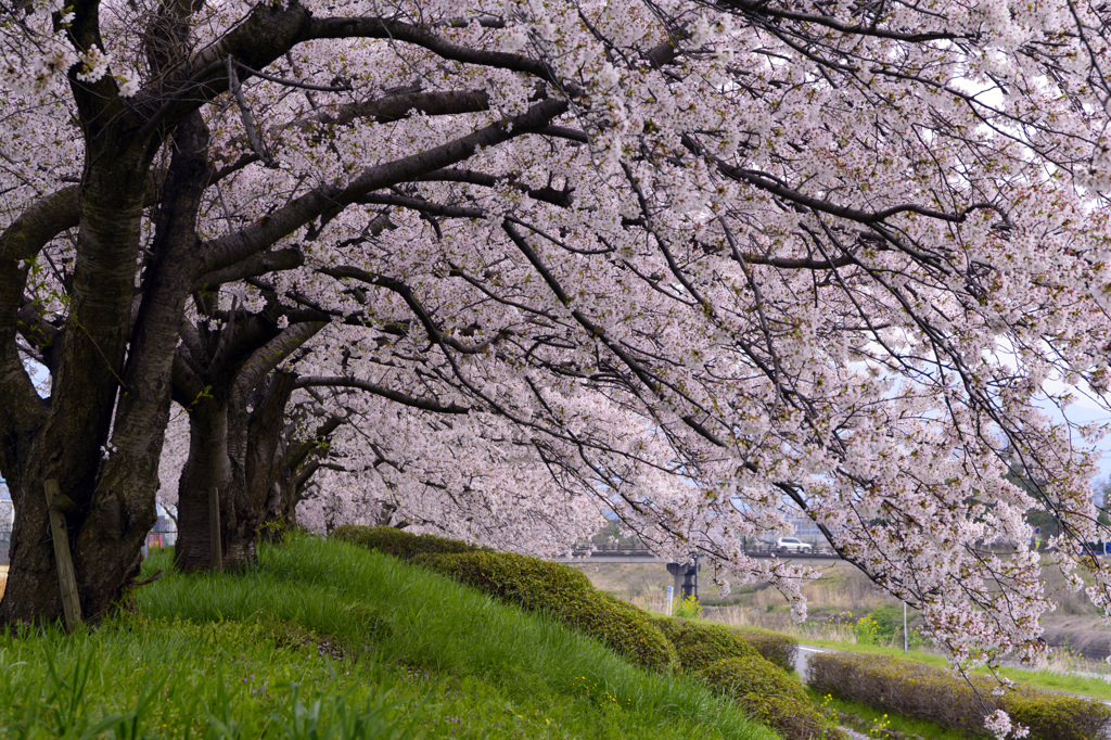 2015-SAKURA