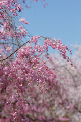 ～　SAKURA　～　14