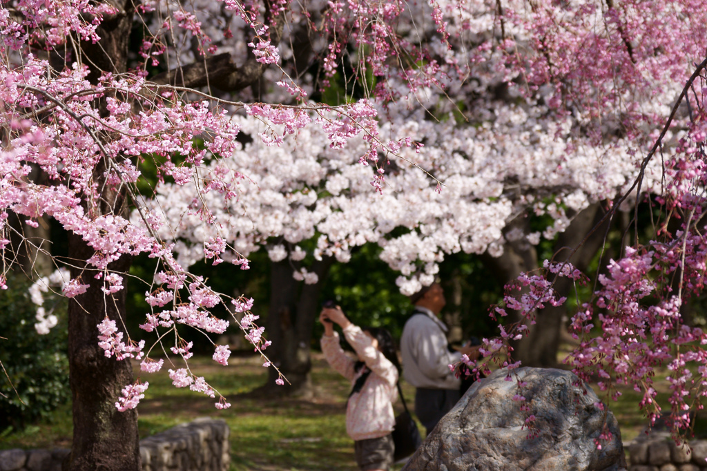 ～　SAKURA　～　5　答えで～す。