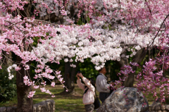 ～　SAKURA　～　5　答えで～す。