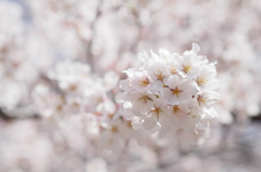 ～　SAKURA　～　2