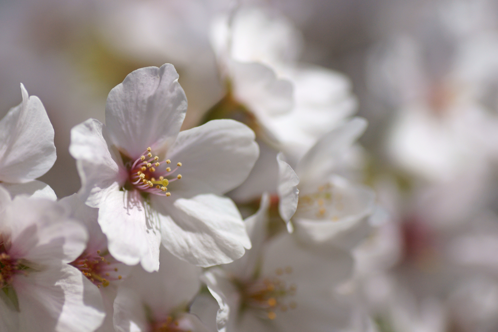 ～　SAKURA　～　12