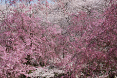 ～　SAKURA　～　16