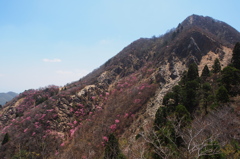 鎌ヶ岳とアカヤシオ