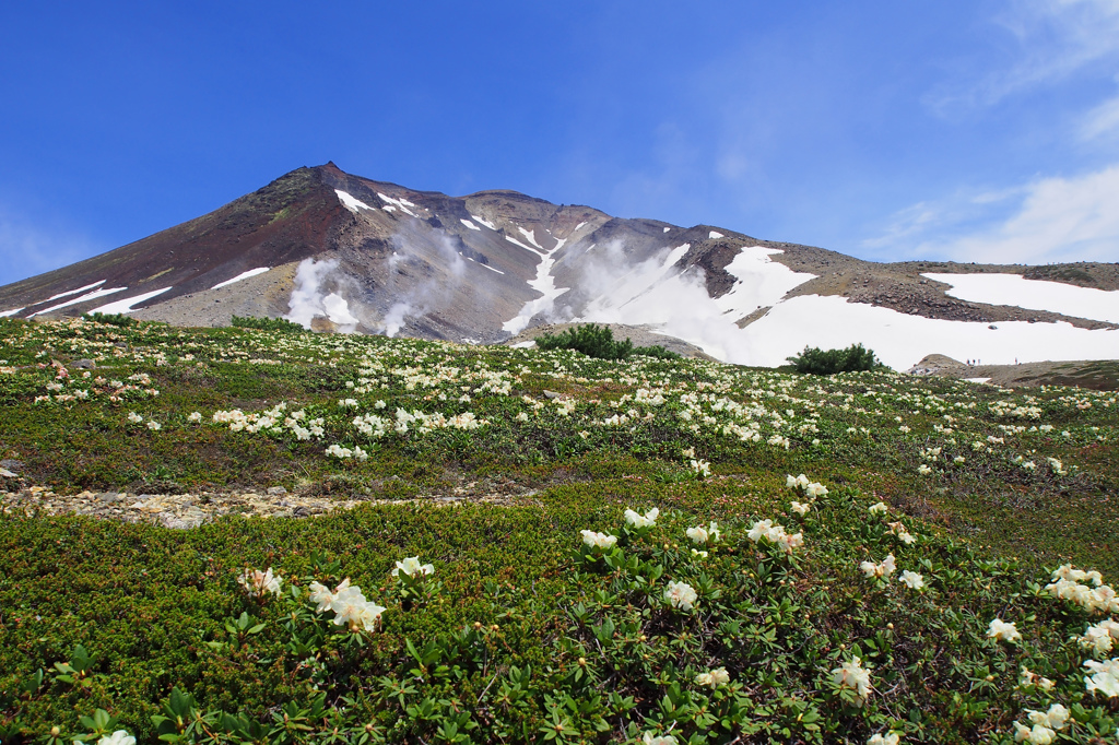 花畑と旭岳・・・旭岳登山㉑