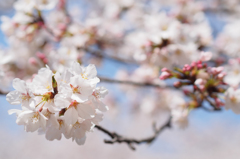 ～　SAKURA　～　　1