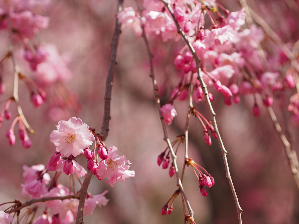 ～　SAKURA　～　11