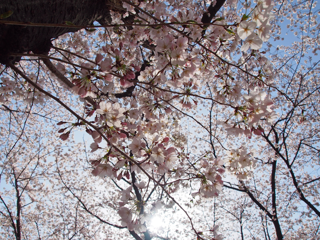 ～　SAKURA　～　7