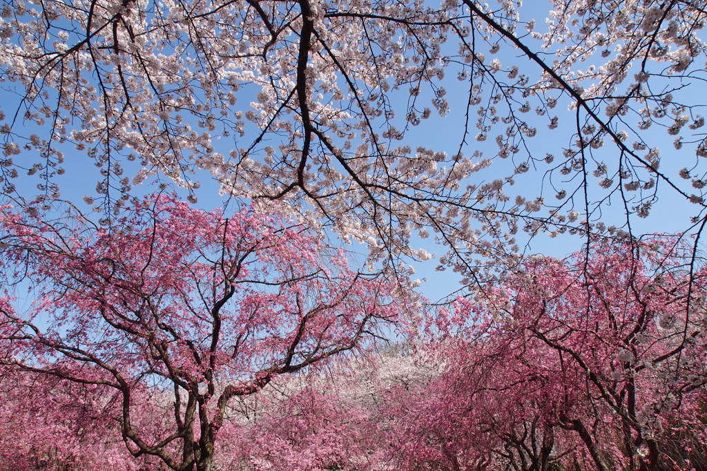 ～　SAKURA　～　10
