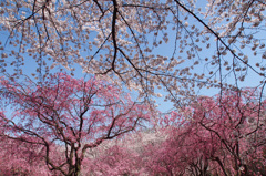 ～　SAKURA　～　10
