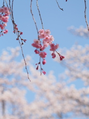 ～　SAKURA　～　9