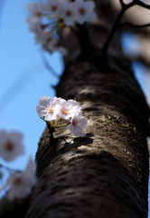 ～　SAKURA　～　13