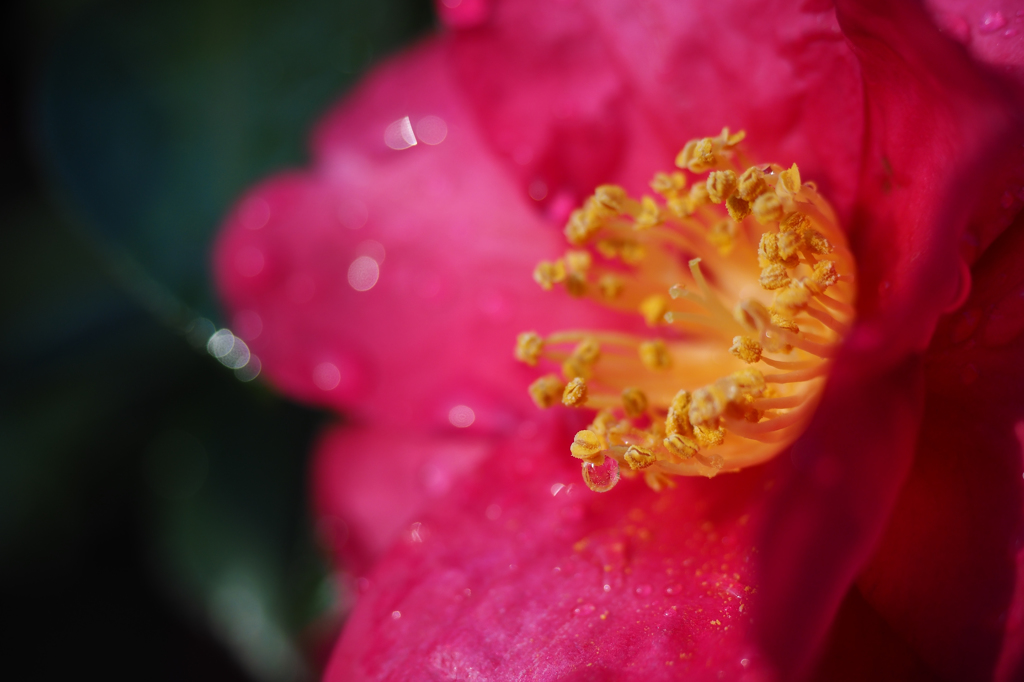 山茶花みたいです・・・