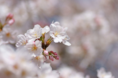～　SAKURA　～　　4