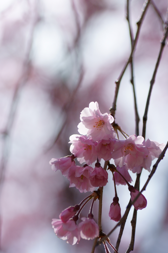～　SAKURA　～　15
