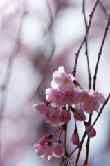 ～　SAKURA　～　15