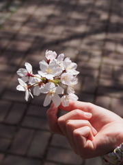～　SAKURA　～　6