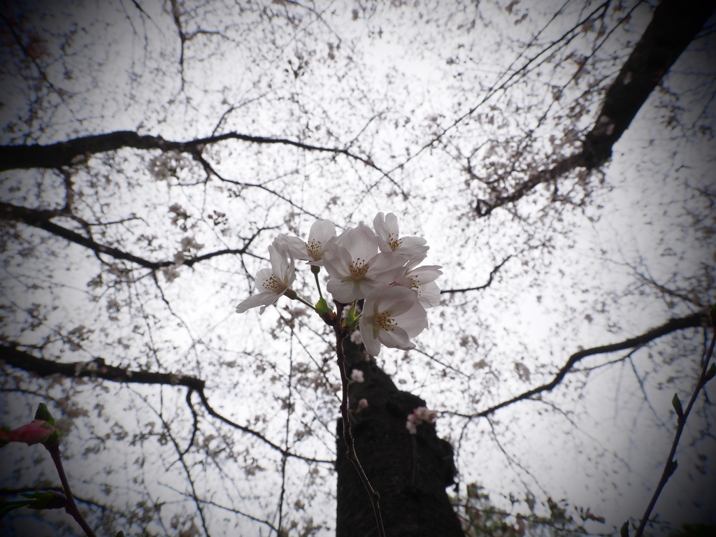 SA・KU・RA