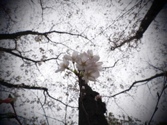 SA・KU・RA