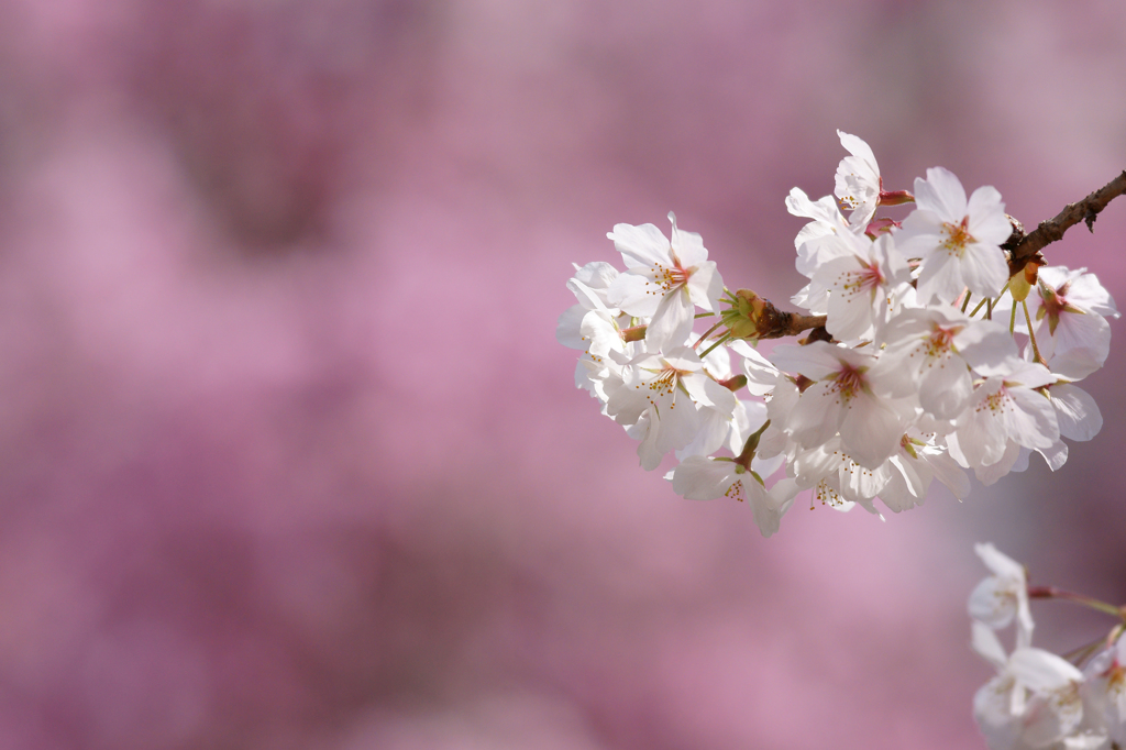 ～　SAKURA　～　　3