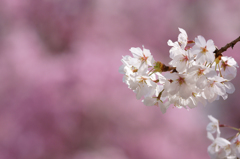 ～　SAKURA　～　　3